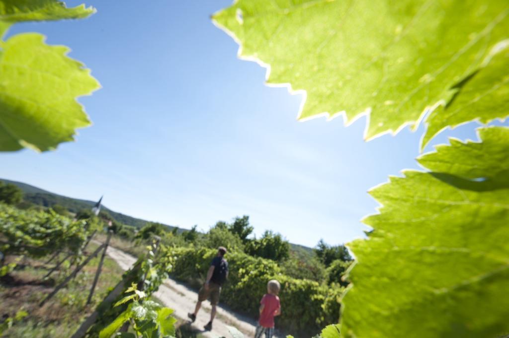 Villa Vinica Limbach Eksteriør billede