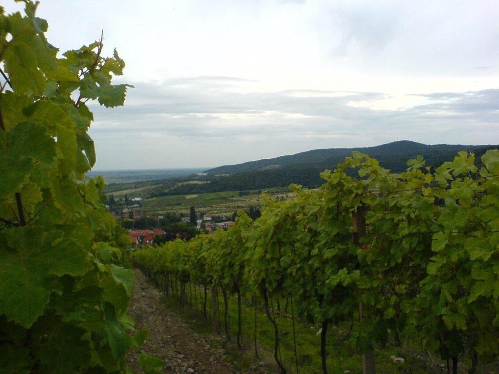 Villa Vinica Limbach Eksteriør billede